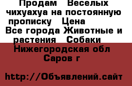 Продам.  Веселых чихуахуа на постоянную прописку › Цена ­ 8 000 - Все города Животные и растения » Собаки   . Нижегородская обл.,Саров г.